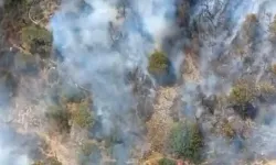 Foça'da tütsü ormanı yaktı