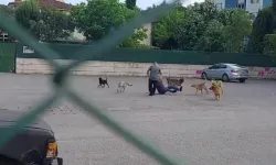 Emsal karar! Başıboş köpeğin saldırdığı adama belediyeler tazminat ödeyecek
