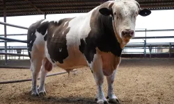 1 ton 600 kiloluk dana, Türkiye rekoruna aday