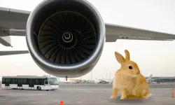 Sabiha Gökçen pistinde tavşan paniği! Pilot uyardı