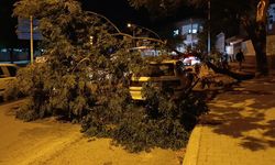 Kahramanmaraş'ta park halindeki otomobilin üzerine ağaç devrildi