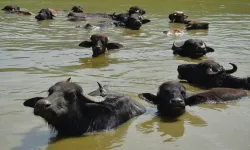 Serengeti değil! Muş Ovası'nda mandalar