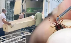 Kabus geri döndü: Keneden ölenlerin sayısı 6’ya yükseldi