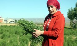 Coğrafi işaret, "Bayburt tarhunu"na ihracat yolunu açtı