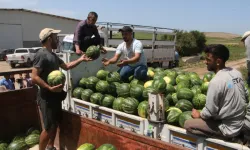 Adana’da karpuz fiyatları çakıldı: Tarlada 5 TL