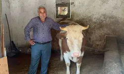Şaşırtan olay! Dolandırıcılar ineği 155 TL'ye aldı