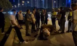 Kamyonetten atlayan kurbanlık dananın ayağı kırıldı