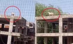 Kesilecek koç sahibinden kaçıp inşaata sığındı