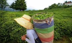 Rize'de çay hasadı sezonu: Kuru çaya 35 zam beklentisi var