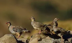 Keneyle mücadele için doğaya salınan keklik ve sülünlerin avlanmasının önüne geçilecek
