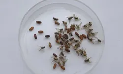 Küresel ısınmayla kene, yılan ve akrep gibi canlıların yayılımı artıyor
