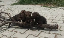 Bitkin halde bulunan kurt yavruları koruma altına alındı