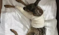 Yolda yaralı halde bulundu, tedavi altına alındı