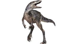 Yeni keşfedilen dinozor türü T.rex'in aile ağacını değiştiriyor