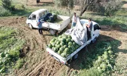 Çukurova'dan sonra Türkiye'nin gözü Aydın karpuzunda