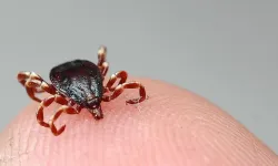 İklim değişikliği kene tehlikesini arttırıyor!