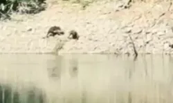 iki ayı önce serinledi, sonra nehir kıyısında kavga etti