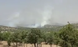 Mardin'de orman yangını: Rüzgarın etkisiyle yayıldı