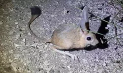 Elazığ'da görüldü: Kuyruğu vücudundan daha uzun