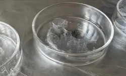 Nanogübre nedir? Nanogübre, domateste verimi yüzde 60 artırdı