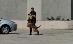 Zonguldak'ta saldırı köpeği Gaddar, jandarmanın caydırıcı yüzü oldu