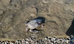 Vicdansızlar! Caretta carettanın başını kesmişler