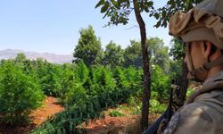 Diyarbakır'da 12 milyon 389 bin kök kenevir ve skunk ele geçirildi