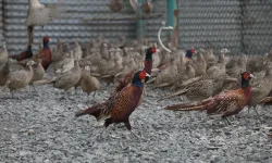 Kene vakalarına karşı doğaya keklik ve sülün salınıyor