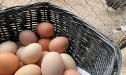 Yumurta üretimi 6 ayda 330 milyon azaldı