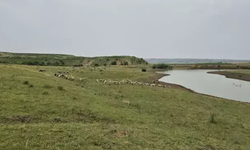 Tekirdağ'da köylüler ayaklandı! Hayvancılığın sonu olur...