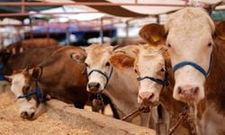Bayramda 3 milyonun üzerinde kurbanlık satıldı