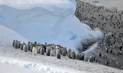 Buzlar eriyince Antarktika'daki imparator penguen nüfusu yüzde 22 azaldı