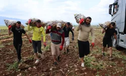 Ayda 100 bin TL kazanıyorlar! Gençler iş beğenmiyor