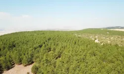 Kırıkkale'de 5 ay boyunca ormanlara giriş yasaklandı