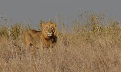 İş insanı safari sırasında aslan saldırısıyla hayatını kaybetti