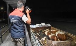 Kurban sevkiyatına yol denetim istasyonlarında sıkı denetim