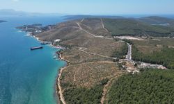 4 yıl önce kül olmuştu! Bodrum’daki alanlar yeniden yeşillendi