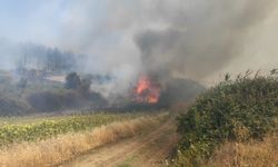 Tekirdağ'da orman yangını