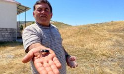 Bu böceği öldürmenin cezası 557 bin TL: Sivas'ta görüldü