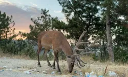 Görenler hayrete düşüyor: Karayolunun kenarında yaşamaya başladı