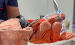 Yakaladığı yılana su içirdi