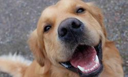Köpekler parkinsonu yüzde 98 doğrulukla tespit etti