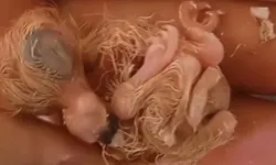 4 ayaklı güvercin yavrusu! 2 gün yaşadı