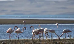 Van Erçek Gölü'nde kuraklık nedeniyle flamingo sayısı azaldı