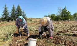 Kastamonu Taşköprü sarımsağında hasat dönemi