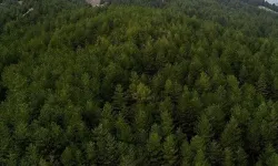 Şırnak'ta ormanlara giriş yasaklandı