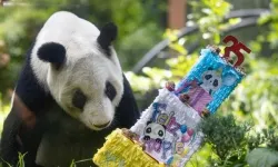 Dev panda Xin Xin, 35'inci yaşını kutladı
