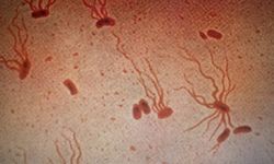 Antibiyotikler etkisini kaybediyor! Aşı uyarısı yapıldı