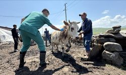 Ardahan'da şap hastalığıyla mücadele: Ekipler seferber oldu
