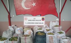 Fıstık hırsızlığı yapan 13 kişi yakalandı